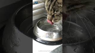 Why do I drink a lot but can't get drunk? #shorts #funny #funnyvideo #cat