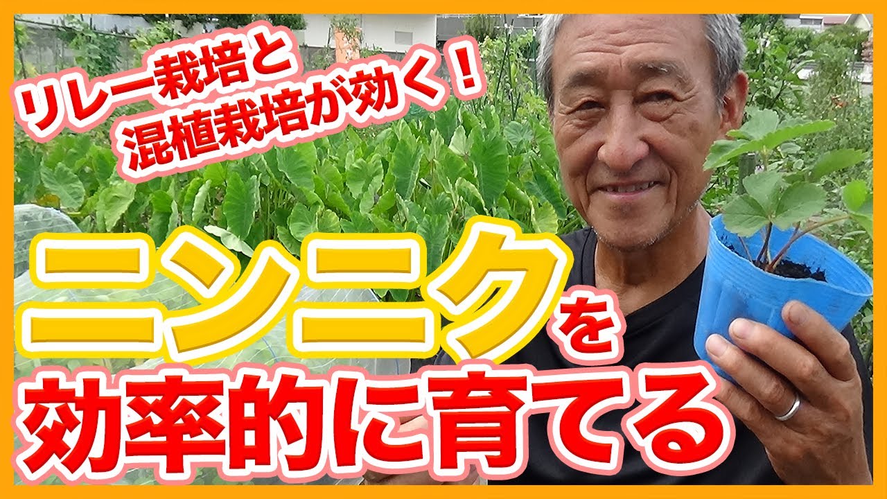 家庭菜園や農園のニンニク栽培で効率良く育てるためのリレー栽培＆混植栽培！効率の良いニンニクの育て方を徹底解説！/Tips for planting garlic for better growth.