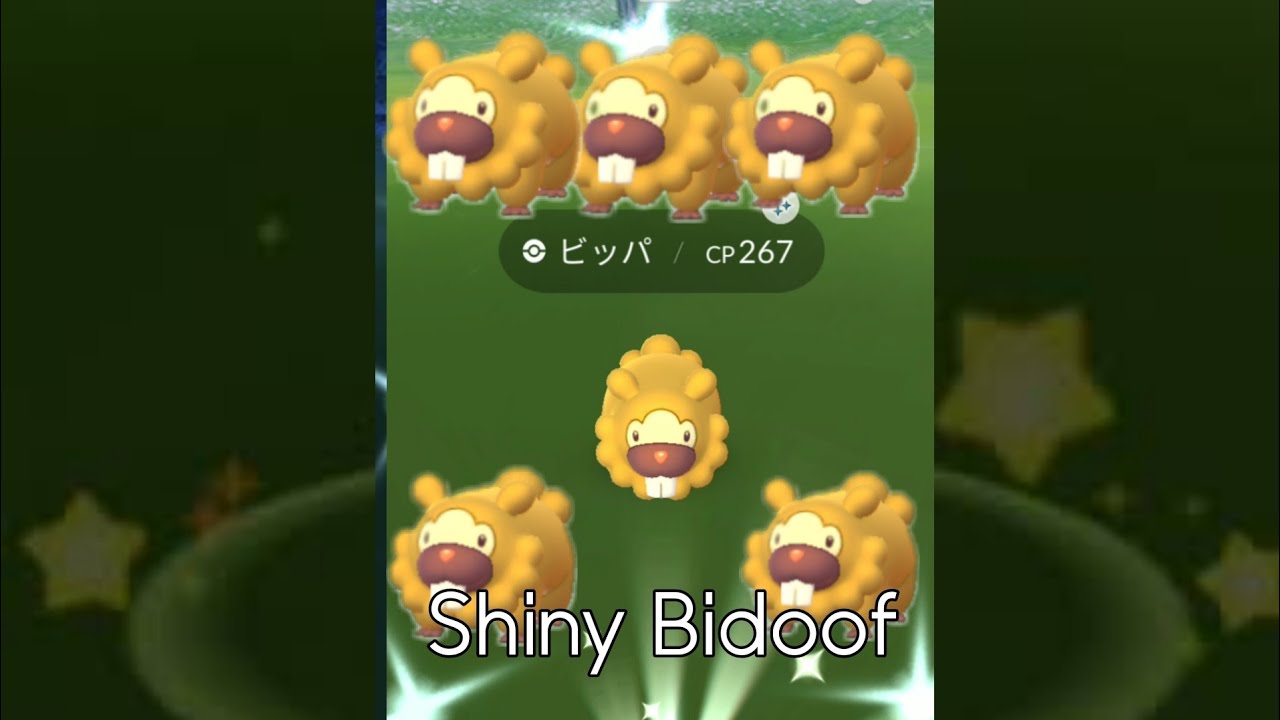 Bidoofday Shiny Bidoof Pokemon Go 色違いビッパ ビッパビッパビッパ Youtube
