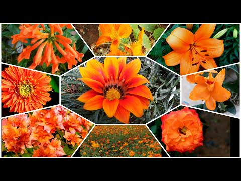 Video: Oranžové Měsíčky: Popis Měsíčků „Oranžový Sníh“a „Oranžový Plamen“, „Amor Oranžový“a Další Odrůdy