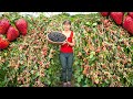 Harvesting Sour Strawberry Goes To Market Sell - Make Strawberry Syrup | Tiểu Vân Daily Life
