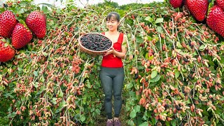 Harvesting Sour Strawberry Goes To Market Sell  Make Strawberry Syrup | Tiểu Vân Daily Life