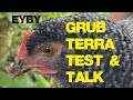 Eatyourbackyard feeds grub terra black fly larva to the chicken gang and waxing philosophical