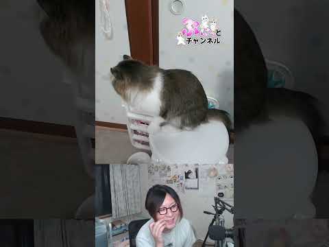 月食は見れましたか?♪猫ちゃんライブ配信♪