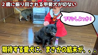 甲斐犬が２歳に振り回されてこうなりました【甲斐犬一休と猫のしずく】