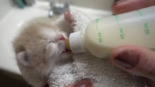 Bottle Feeding Orphaned Kitten