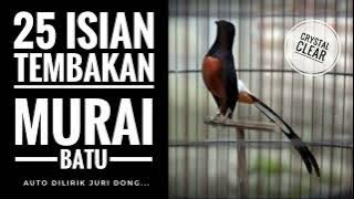 PILIHAN!!! 25 variasi tembakan murai batu yang sangat menawan, kesukaan juri