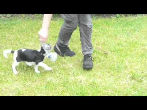 Teaching Impulse Control to puppies