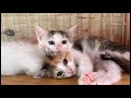 【猫ライブ】猫庭Live@てしま旅館 [Cat live]「Cat garden JAPAN」