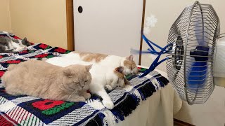 扇風機の前でくつろぐ猫たち