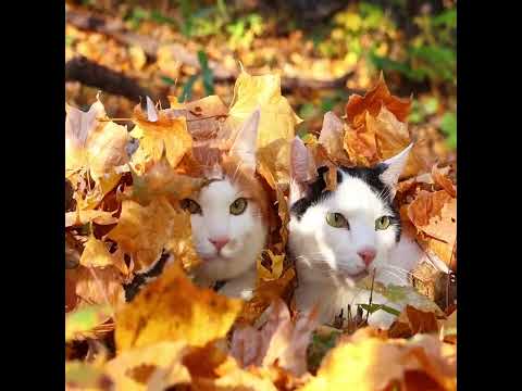 紅葉の落ち葉のせ猫