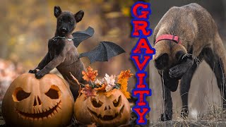 Malinois against gravity 🪐🐕‍🦺 Jumping dogs on the verge of fantasy.