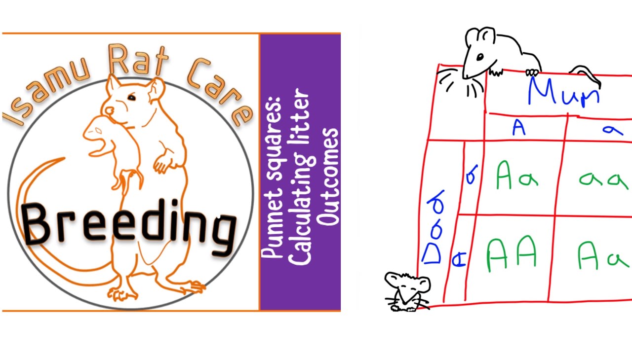 Punnet squares: calculating litter outcomes