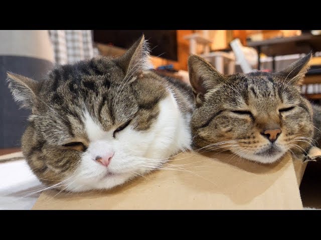 平べったい箱に一緒に入るまるとはな。-Maru&Hana use the flat box together.-