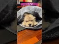 [내이름말금] EP22. 세상에서 가장 귀여운 아기 강아지 말금이