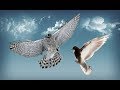 Воздушный бой Ястреба и голубей | Aerial battle of the Hawk and pigeons