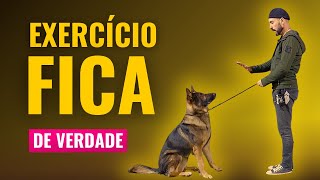 TÉCNICA INOVADORA: Como ensinar o CACHORRO FICAR  Comando FICA de VERDADE