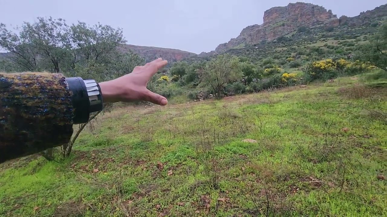 10/03/2026 أرض 8هكتار و700متر توجد فيها 280زيتونة الثمن 6مليون للهكتار الهاتف 0666061770