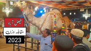 Faisalabad camel show 2023 || Biggest camel 1377 kg win || Haji goat farm || Faisalabad bakra mandi