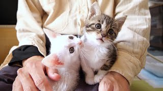 Is the kitten with its mouth open in admiration? [Please turn on subtitles to watch]