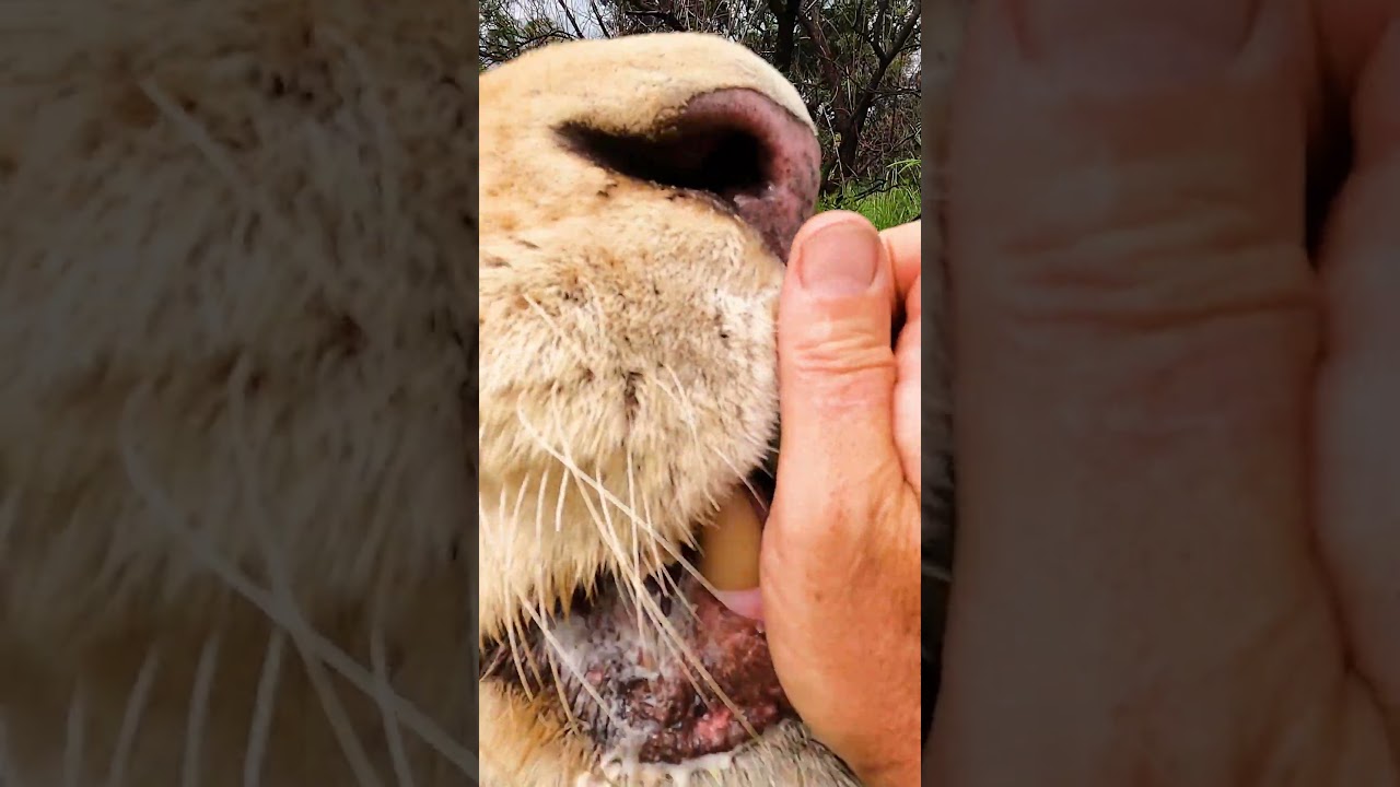 LION Eats Egg 