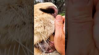 Lion Eats Egg #Wildlife #Cat #Animals