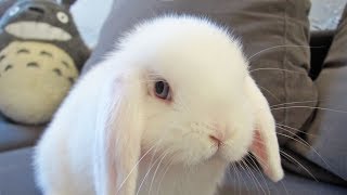 Bunny Can't Get Enough of the Sofa! by My BB Bunny 1,107,606 views 6 years ago 1 minute, 16 seconds