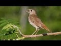 Hermit thrush singing
