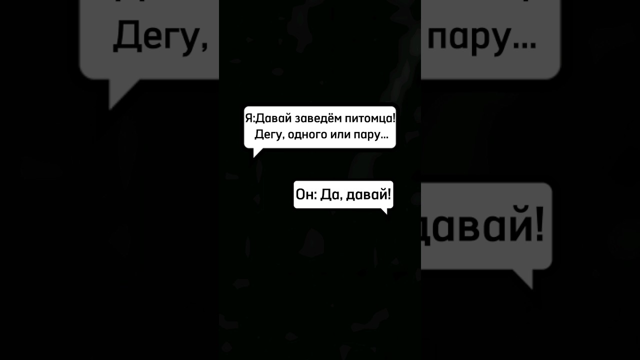 Дегу много не бывает!#питомникдегу #цветныедегу #купитьдегусаратов # ...