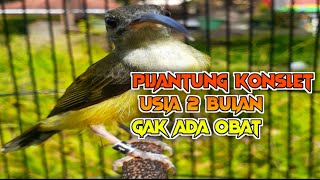 Ini Baru 🔴 Masteran pijantung konslet || usia 2 bulan istimewah