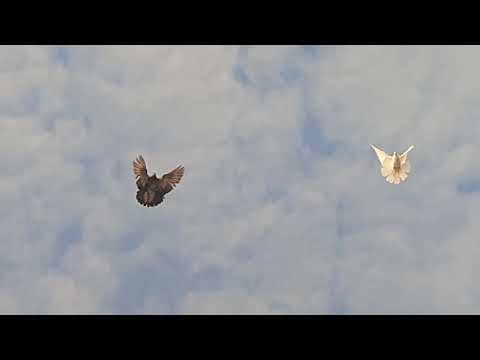 Видео: Николаевские голуби Драганова Виталия.