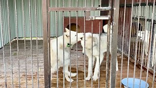 Волэнды ПРОВОКАТОРЫ, железные нервы у западносибирской лайки. Новый волчонок тянется к ВОЖАКУ стаи.