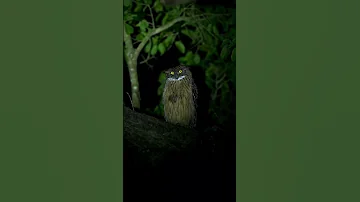 أصوات الحيوانات والطيور في الليل 