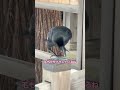最後まで見て！！このカラスの口の中から…！#カラス #からす #からすさん