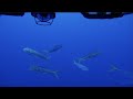 Sneak Peek at Johnston Atoll’s Amazing Biodiversity! | Nautilus Live