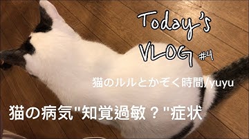 猫の知覚過敏症 Youtube