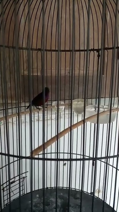 Kolibri Ninja Ngecir panjang