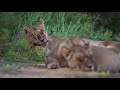 Lions from kgalagadi kij kij