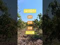 #3Dချဲပေါက်သီး£Videoအရှည်တင်ပေးပါမယ်ခင်ဗျ။