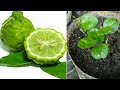 How to grow kaffir lime simple - my agriculture