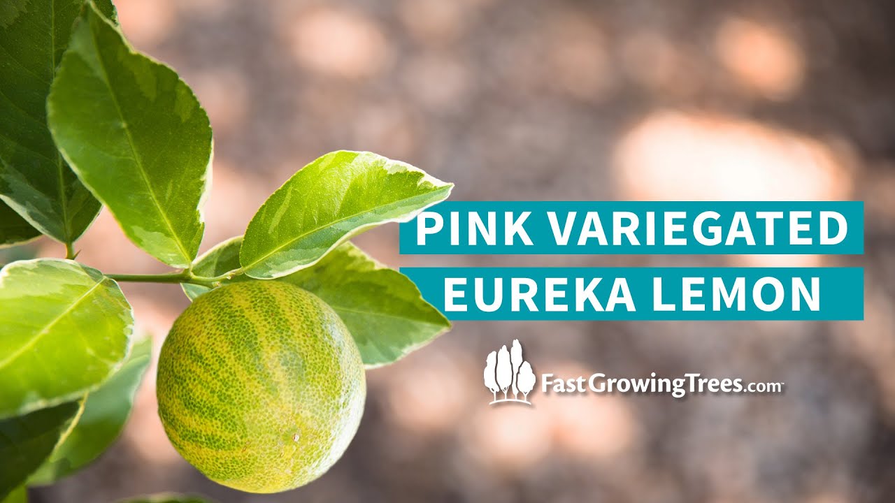 Pink Variegated Eureka Lemon YouTube Video Banner