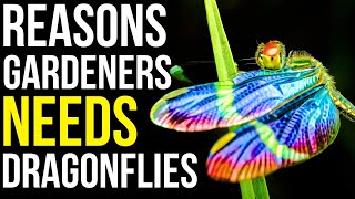 6 Benefits Of Dragonflies For Your Garden | How To Attract Dragonflies To Your Yard by When You Garden 798 views 1 month ago 6 minutes, 26 seconds