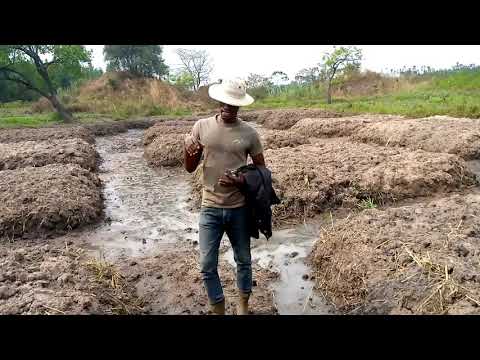 Video: Kilimo cha kuhama kilianza lini?