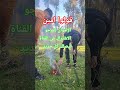 الدكاءالاصطناعي الورقات اكسبلور تيك توك  الغلا ترند المراه لايك لايك نفيسه دوي