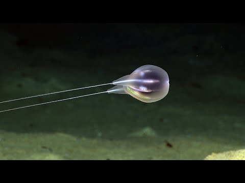 Combing the Deep: NOAA&#039;s Discovery of a New Ctenophore