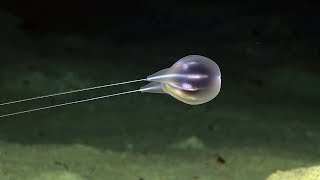 Combing the Deep: NOAA's Discovery of a New Ctenophore