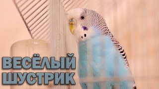 Весёлое пение волнистого попугая. Шустрик 2023