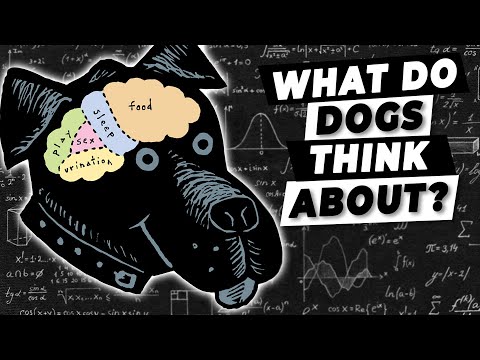 वीडियो: कुत्तों के दिमाग के बारे में तथ्य