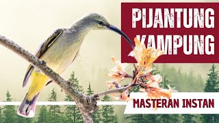 Masteran Pijantung Kampung  Gacor Full Speed Tembakan Rapat