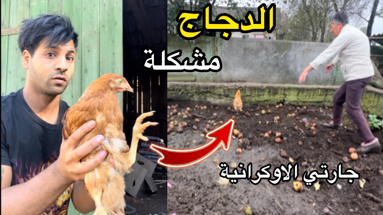 لبخت البيت بالاسمنت _ الدجاج سوالي مشكلة ويا الجيران 😹 _ الريف الاوكراني | مصطفى ستار